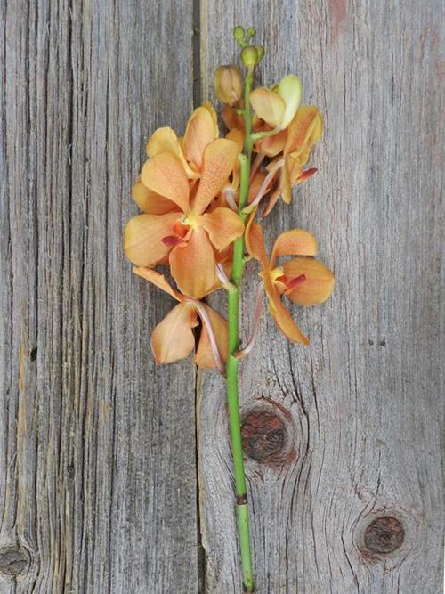 BUFFALO  ORANGE MOKARA ORCHID